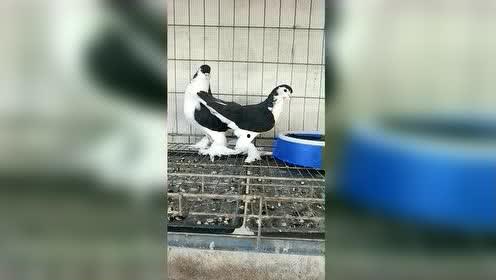 爆料娱乐圈大雁 第1张 爆料娱乐圈大雁 第1张